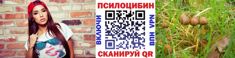 купить   Агидель  Псилоцибиновые грибы мицелий 